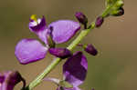 Showy milkwort